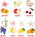 Set of different fresh fruits and their flowers